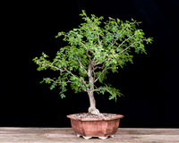 #111 Texas Ebony