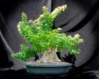#87E Bougainvillea