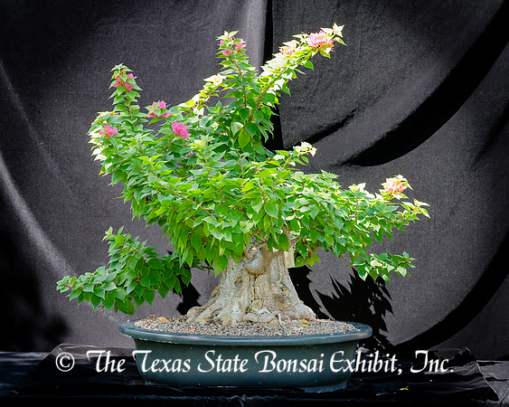 #87E Bougainvillea