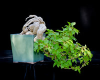 #76E Bougainvillea, pink pixie