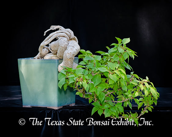 #76E Bougainvillea, pink pixie