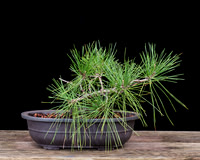 #114 Japanese Black Pine