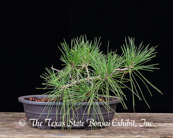 #114 Japanese Black Pine, Pinus thunbergii, 03-12-2017