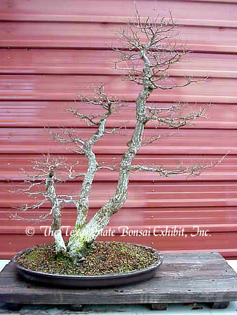 TTSBE Ulmus crassifolia 4 (2007) a