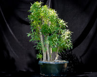 #90E Narrow Leaf Fic