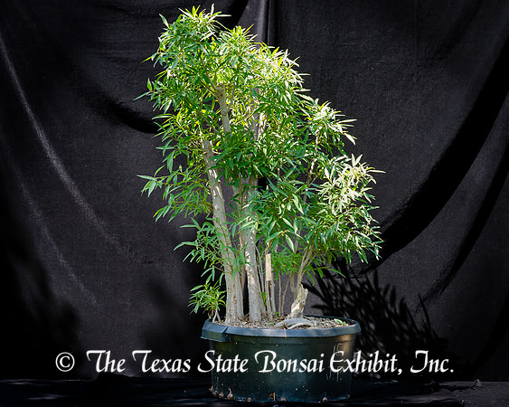 #90E Narrow Leaf Ficus