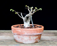 #25 Cedar Elm, variegated