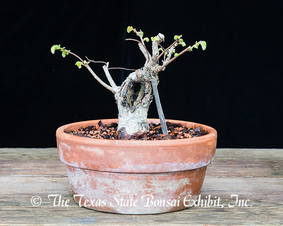 #25 Cedar Elm, Variegated, 03-12-2017