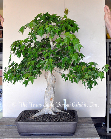 Acer buergerianum 3 (2013 3-23) TTSBE Greg Setter Donations for Convention (3) Trident Maple