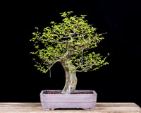 #34 Cedar Elm