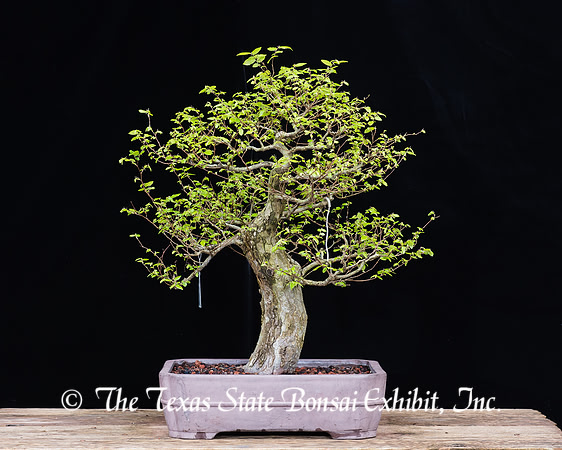 #34 Cedar Elm. 03-12-2017