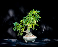 #119E Schefflera Arboricola