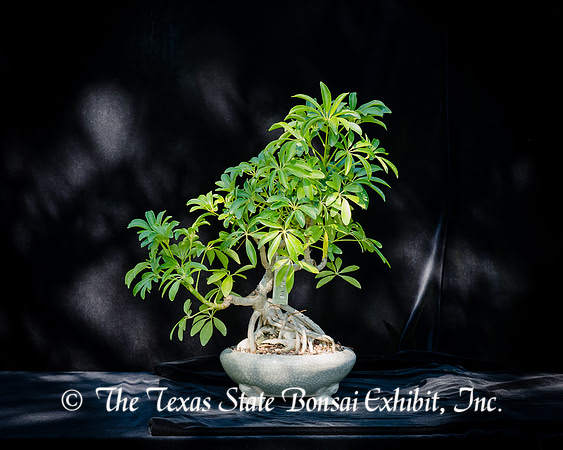 #119E Schefflera Arboricola