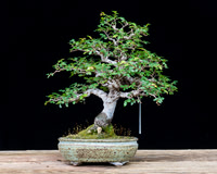 #14 Ilex vomitoria 'Nana'