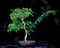 #107E Brazilian Rain Tree
