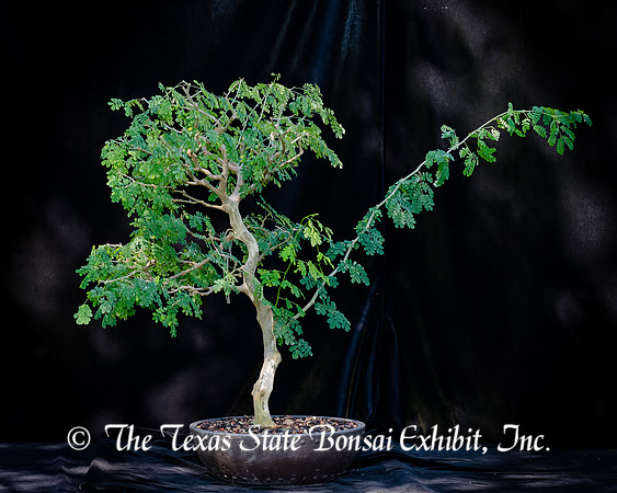 #107E Brazilian Rain Tree