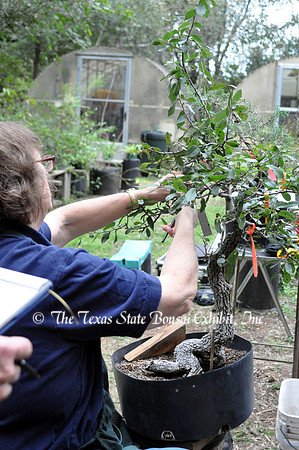 Quercus (10-23-2012)