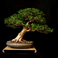 #145 Buxus microphylla