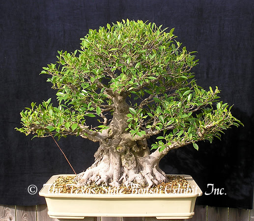 Ficus microcarpa (Chinese Banyan) 1,  September 24, 2006