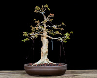 #9 Acer buergerianum