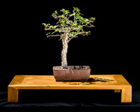 #141 Ulmus crassifolia (Cedar Elm)