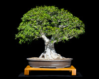 #44 Ficus salicifolia (Narrow Leaf Ficus) 1 Paul Pepitone Houston