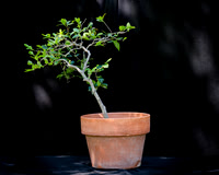 #133E Camelia