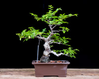 #13 Ulmus parvifolia
