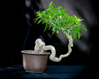 #77E Ficus