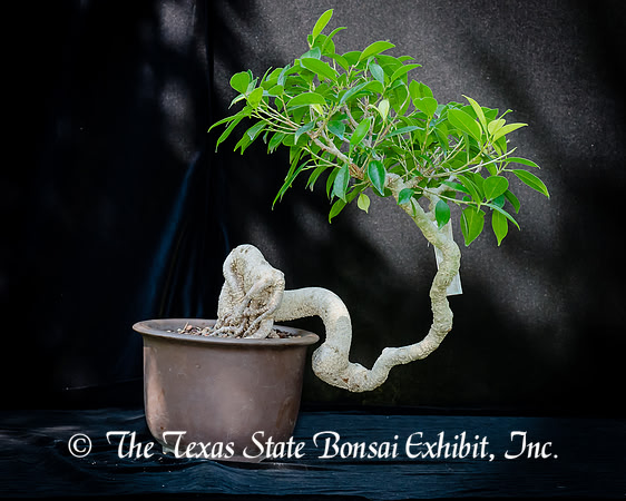 #77E Ficus