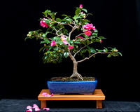 #60 Camellia X  ‘Coral Delight’