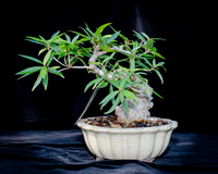 #67E Narrow Leaf Ficus