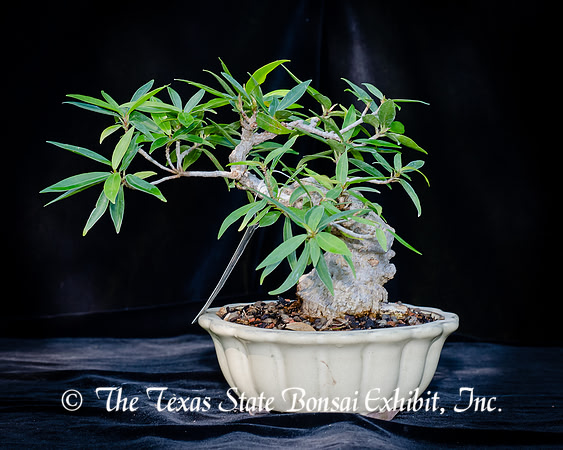 #67E Narrow Leaf Ficus