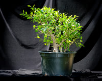 #103 Tiger Bark Ficus