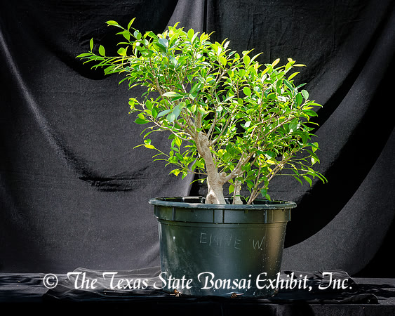 #103 Tiger Bark Ficus