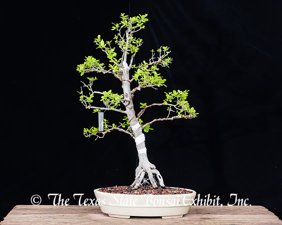 #22 Texas Persimmon