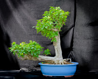 #86E Bougainvillea