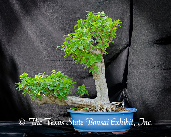 #86E Bougainvillea
