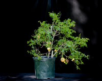 #136E Dwarf Pomegranate