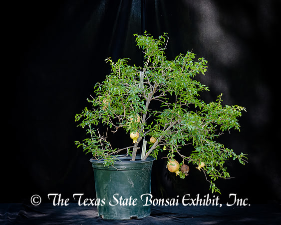 #136E Dwarf Pomegranate