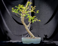#130E Bougainvillea