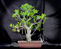 #89E Ficus
