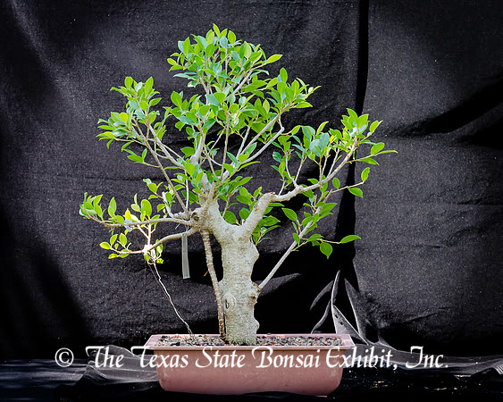 #89E Ficus