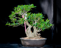 #46E Tiger Bark Ficus