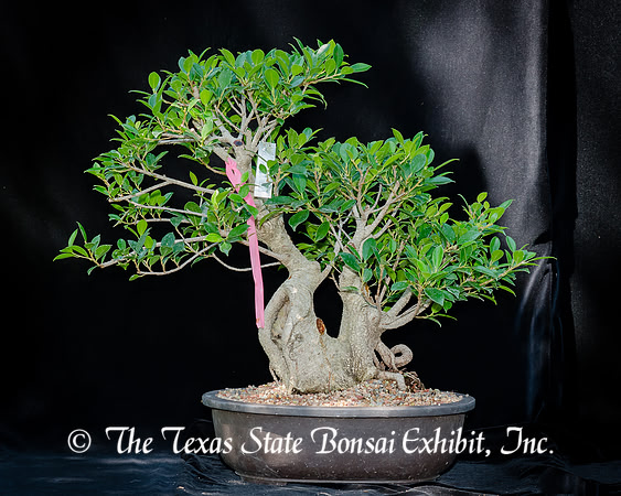 #46E Tiger Bark Ficus