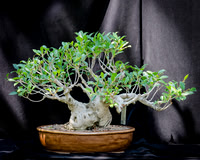#66E Tiger Bark Ficus