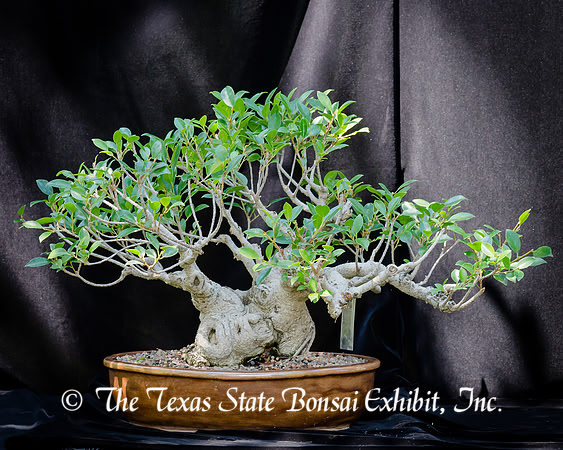 #66E Tiger Bark Ficus