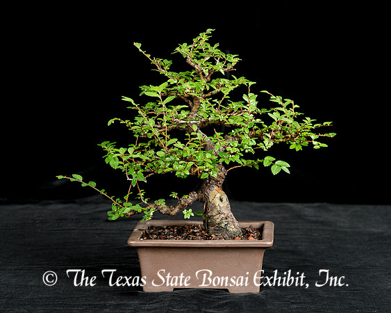 Chinese Elm (2015-06-21)