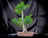 #88E Ficus