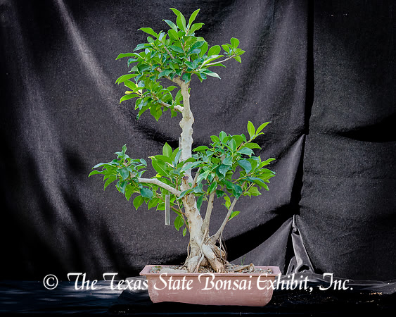 #88E Ficus